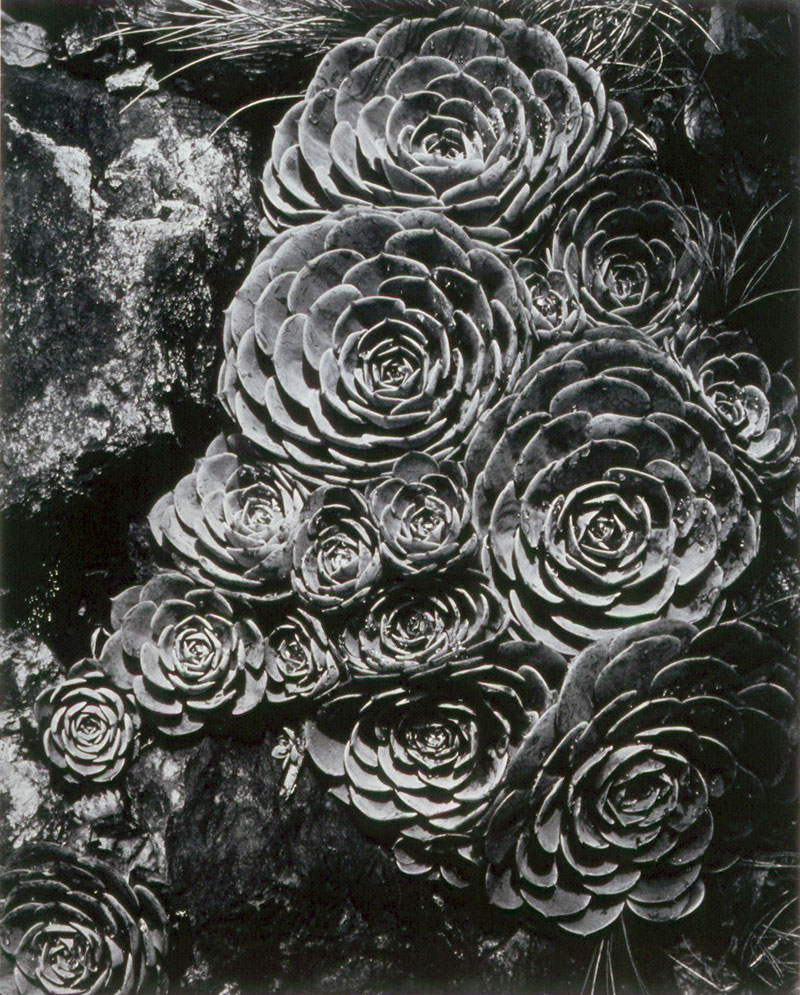 Imogen Cunningham (American, 1883-1976) 'Hen and Chickens' 1929 