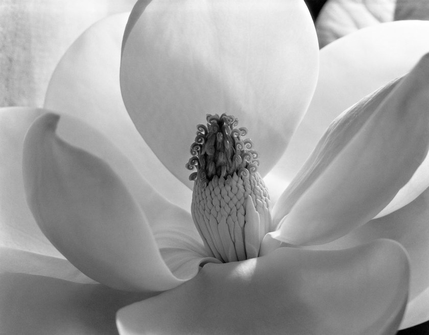 Imogen Cunningham. 'Magnolia Blossom' 1925 