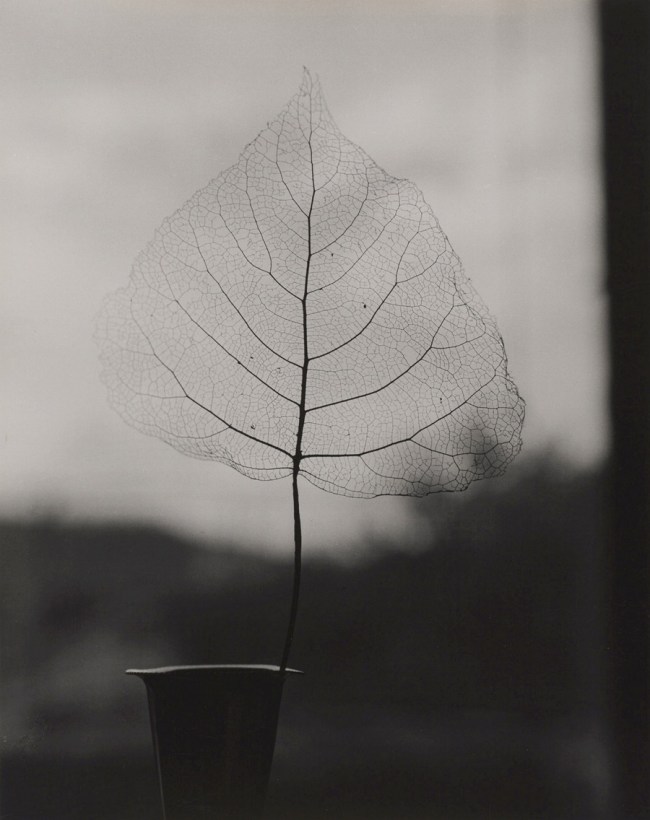 Olive Cotton (Australia, 1911-2003) 'Skeleton Leaf' 1964