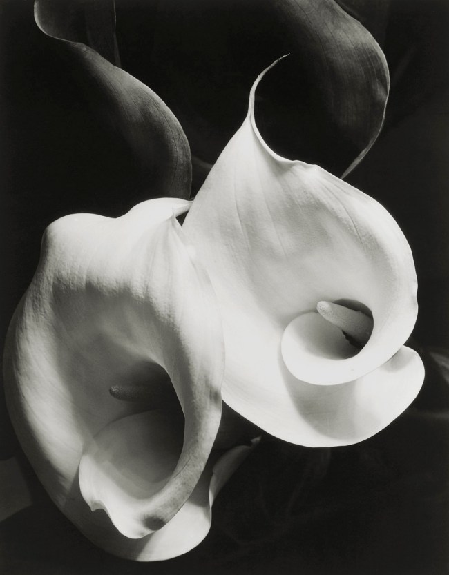 Imogen Cunningham (American, 1883-1976) 'Two Callas' 1929