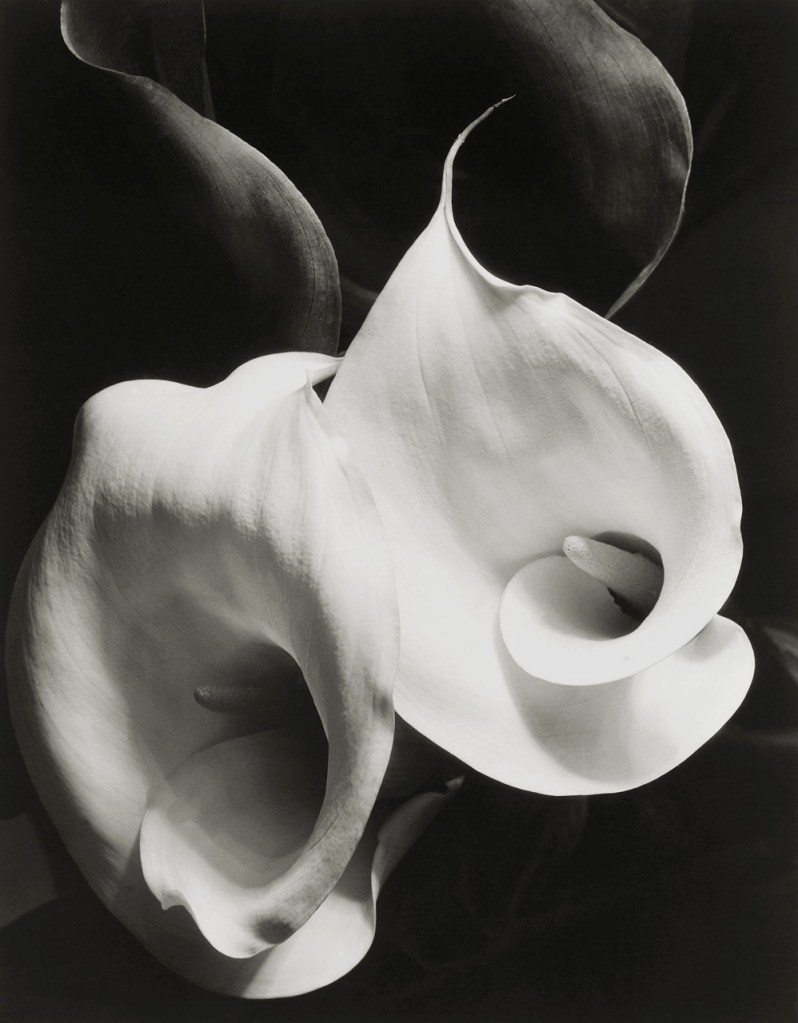 Imogen Cunningham (American, 1883-1976) 'Two Callas' 1929