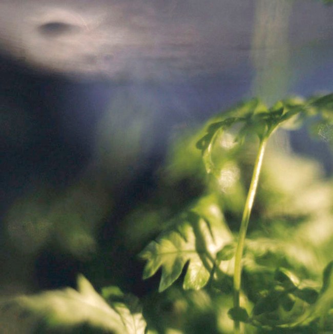 Darron Davies (Australian) 'Atmosphere' 2012