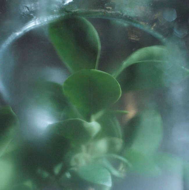 Darron Davies (Australian) 'Encased' 2012