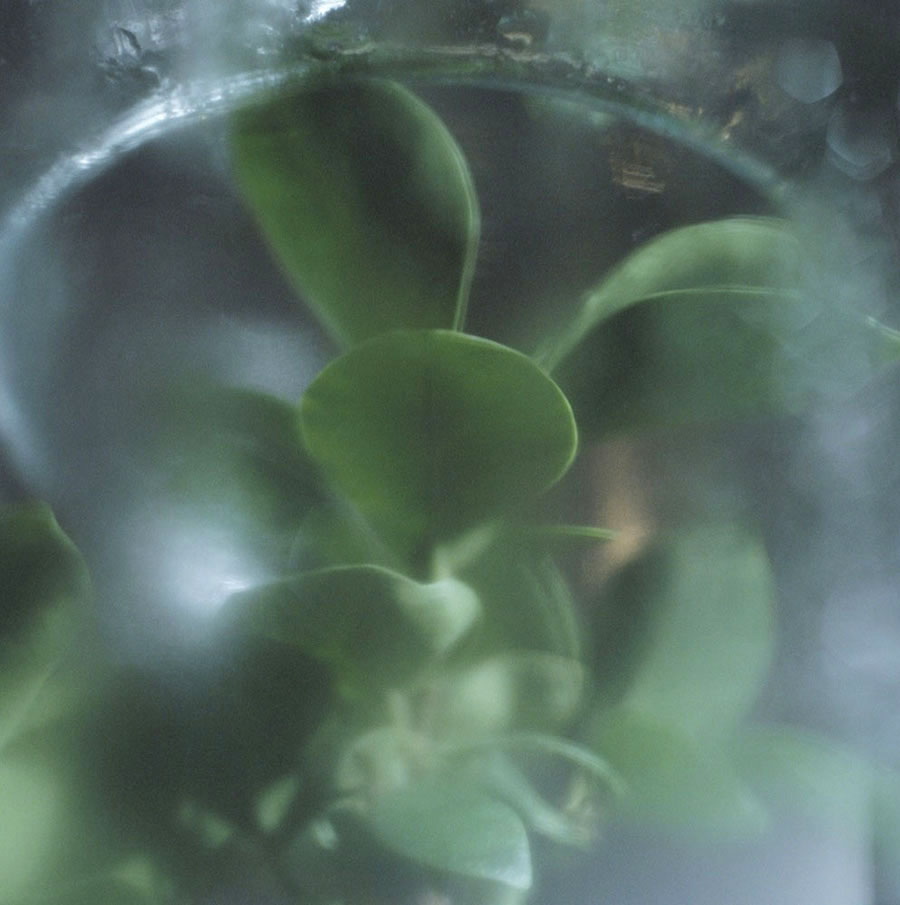 Darron Davies (Australian) 'Encased' 2012 Darron Davies (Australian) 'Encased' 2012