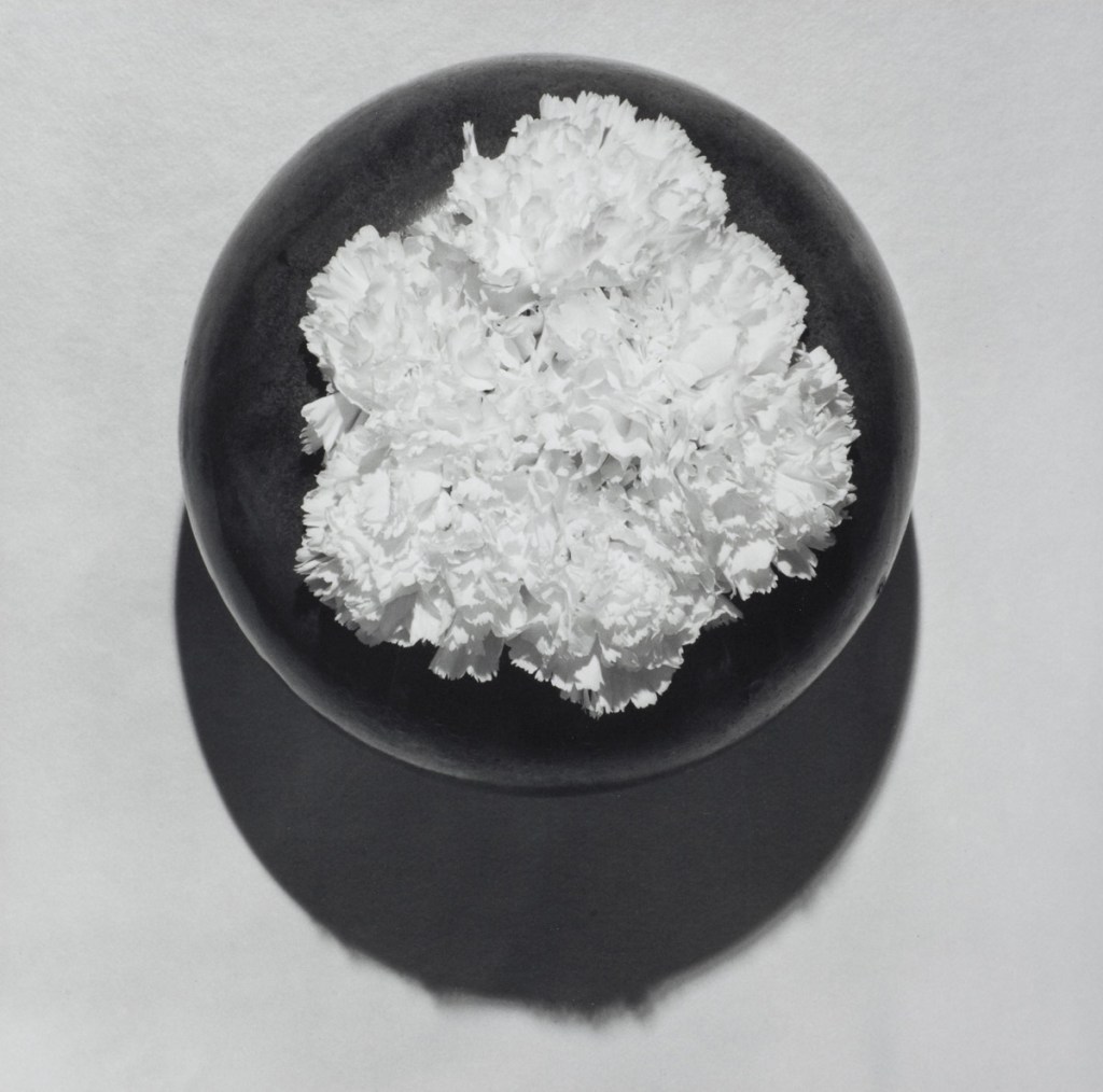 Robert Mapplethorpe (American, 1946-1989) 'Carnation, N.Y.C. (Y Portfolio)' 1978
