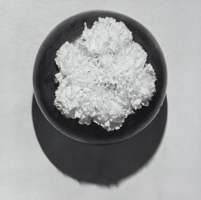 Robert Mapplethorpe (American, 1946-1989) 'Carnation, N.Y.C. (Y Portfolio)' 1978