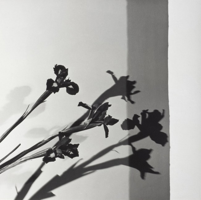 Robert Mapplethorpe (American, 1946-1989) 'Irises, N.Y.C. (Y Portfolio)' 1977