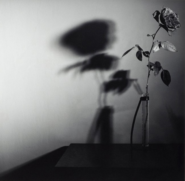 Robert Mapplethorpe (American, 1946-1989) 'Rose, N.Y.C. (Y Portfolio)' 1977