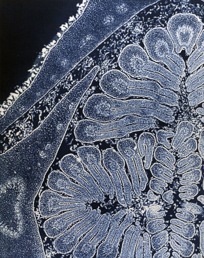 Laure Albin Guillot (French, 1879-1962) 'Micrographie, bourgeon de Frêne (coupe)' 1930