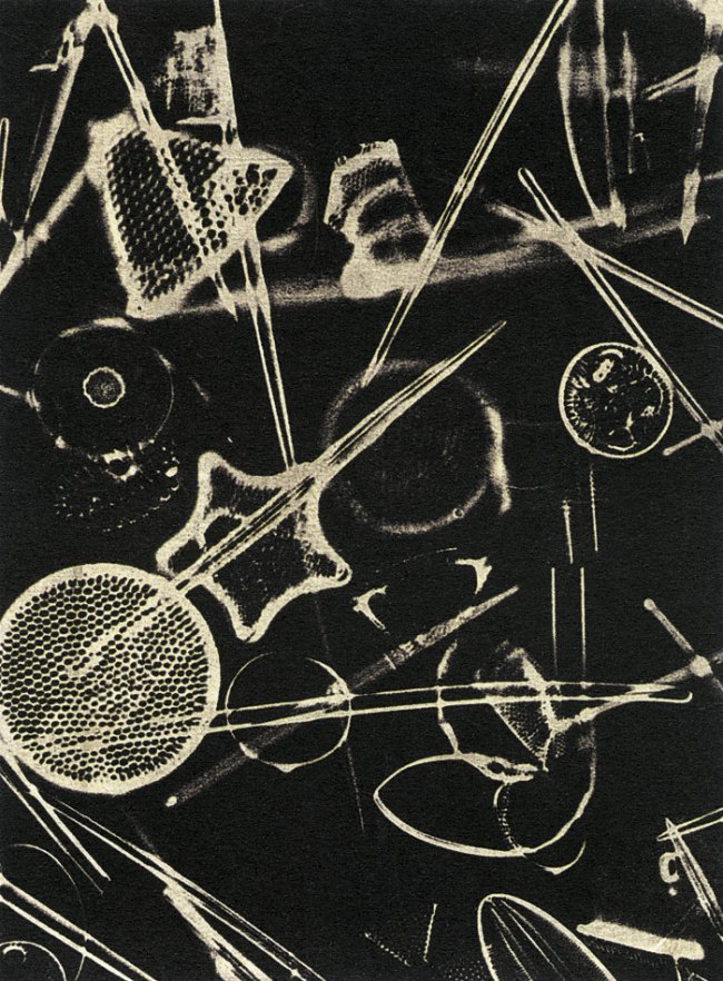 Laure Albin Guillot (French, 1879-1962) 'Micrographie' 1929