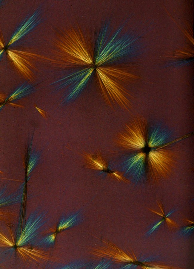 Laure Albin Guillot (French, 1879-1962) 'Micrographie' 1929