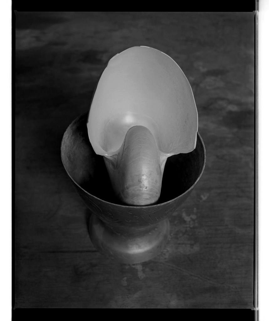 Marcus Bunyan (Australian, b. 1958) 'Nautilus shell in cup' 1994