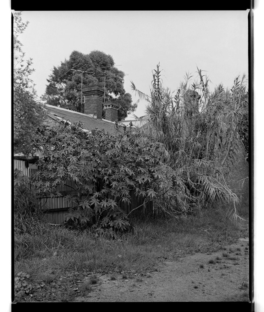 Marcus Bunyan. 'Undergrowth' 1994