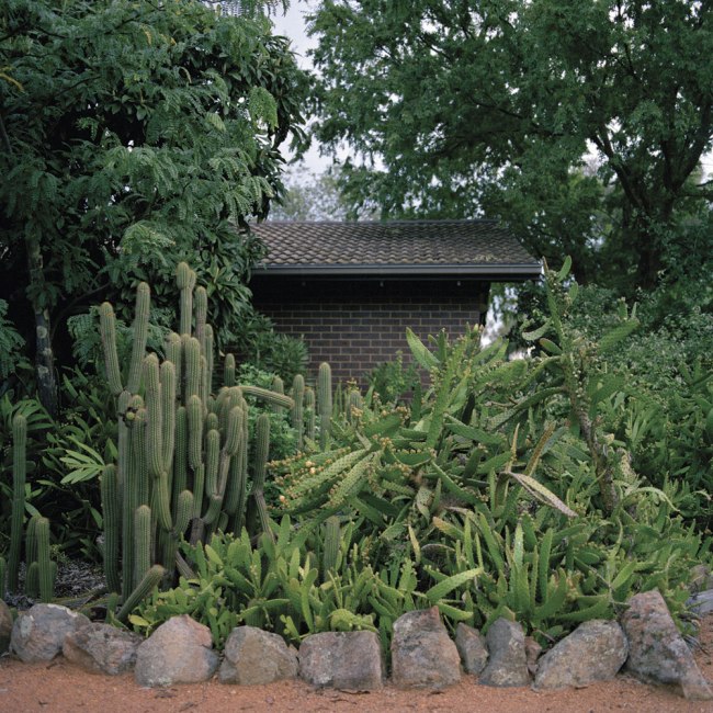 Lee Grant (Australian, b. 1973) 'Cactus Garden' 2012