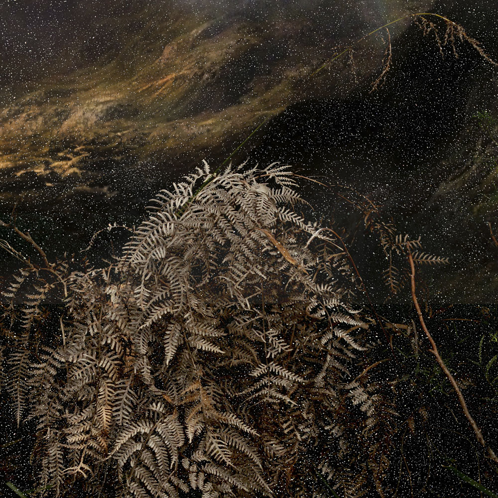 Troy Ruffels (Australian, b. 1972) 'Bracken' 2013