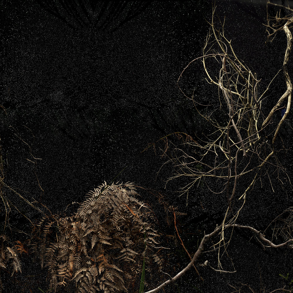 Troy Ruffels (Australian, b. 1972) 'Understory' 2013