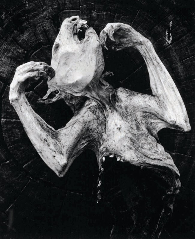 Frederick Sommer (American, 1905-1999) 'Man tracks #9R' from the 'Mantracks' series 1978-83