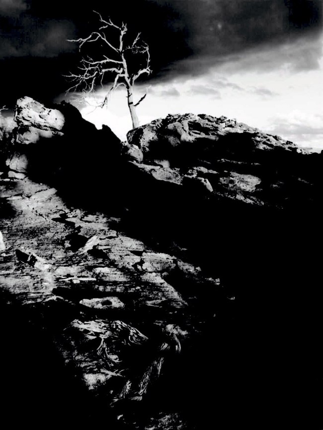 John Cato (Australian, 1926-2011) 'Tree, a journey #1' from the 'Tree, a journey' series 1971-73