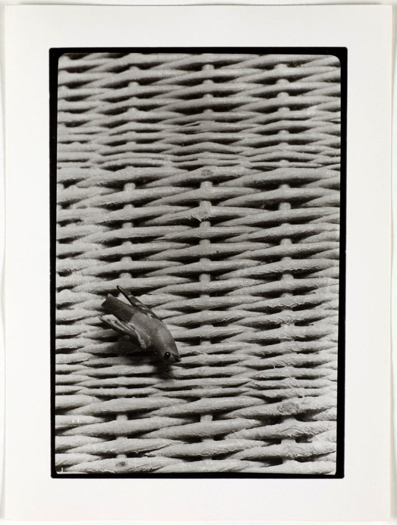 Otto Wols (Alfred Otto Wolfgang Schulze) (German, 1913-1951) 'Untitled (Still life - wicker and birds)' 1938 - August, 1939
