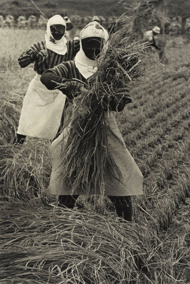 Hiroshi Hamaya (Japanese, 1915-1999) 'Rice Harvesting, Yamagata Prefecture' 1955
