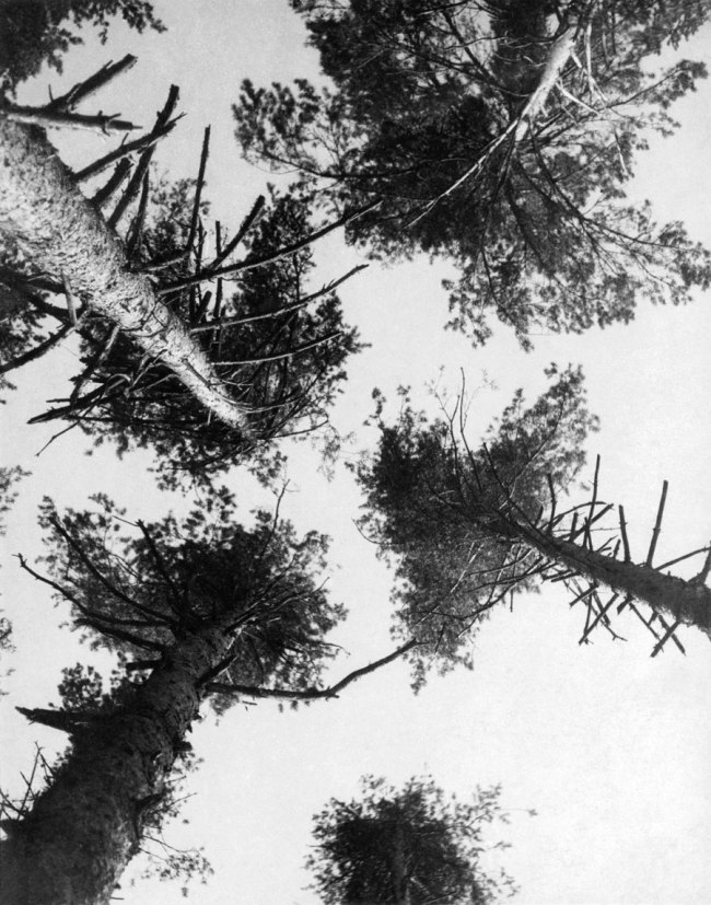 Alexander Rodchenko (Russian, 1891-1956) 'Pines. Puschkino' 1927