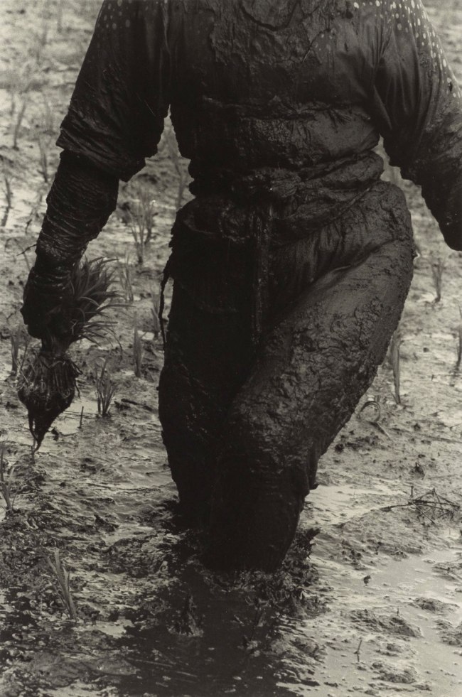 Hiroshi Hamaya (Japanese, 1915-1999) 'Woman Planting Rice, Toyama Prefecture' 1955