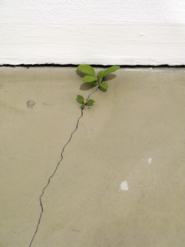 Yoshihiro Suda (Japanese, b. 1969) 'Weeds' 2008