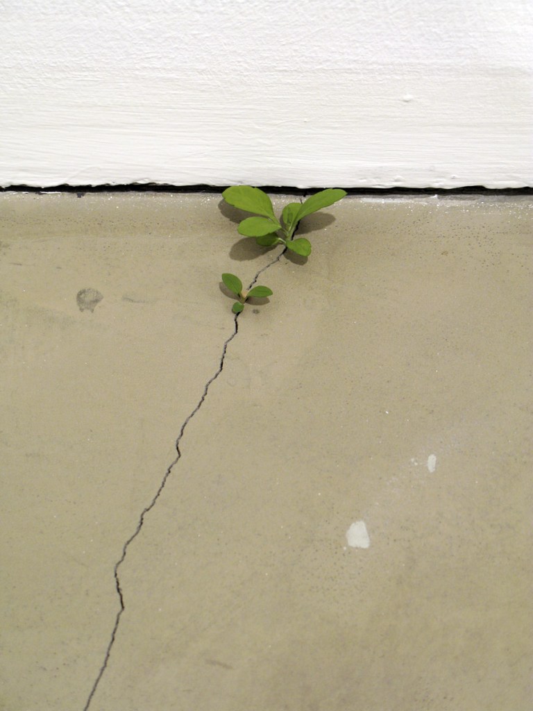 Yoshihiro Suda (Japanese, b. 1969) 'Weeds' 2008