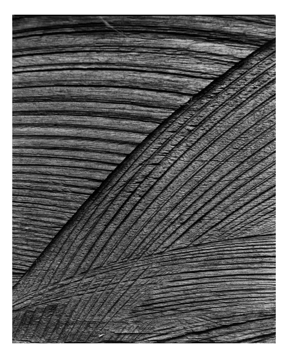 Marcus Bunyan. 'Untitled (bandsaw)' 1994