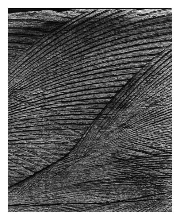 Marcus Bunyan. 'Untitled (bandsaw)' 1994