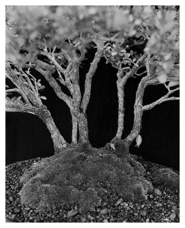 Marcus Bunyan (Australian, b. 1958) 'Growth 1' 1994