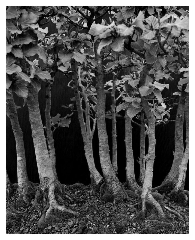 Marcus Bunyan (Australian, b. 1958) 'Growth 2' 1994