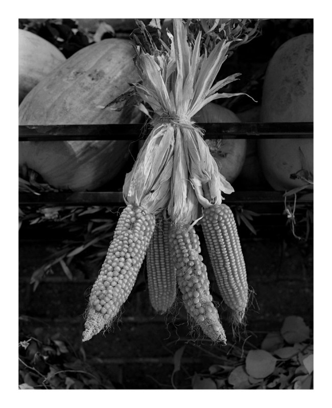 Marcus Bunyan (Australian, b. 1958) 'Four ears' 1994