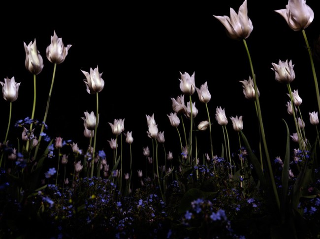 Giovanni Castell (German, b. 1964) 'Tulpomania 3 / Vergissmeinnicht' 2009