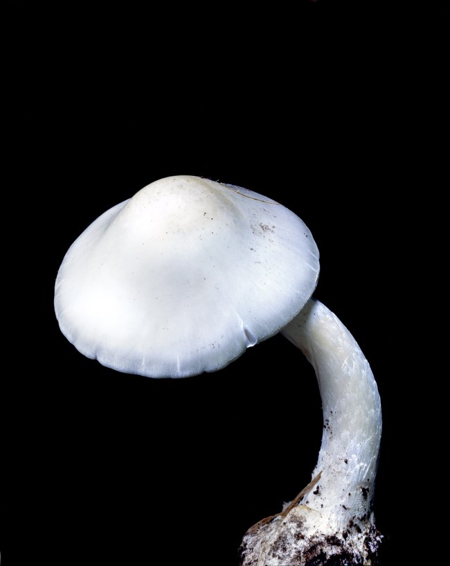 Christopher Beane (American, b. 1967) 'Study of fungus' 2004