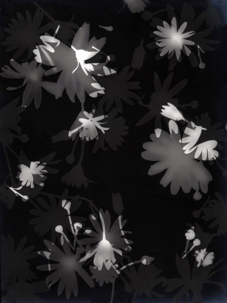 Lou Bonin-Tchimoukoff (French, 1906-1979) 'Rayograph #35 - #75' Paris, 1928