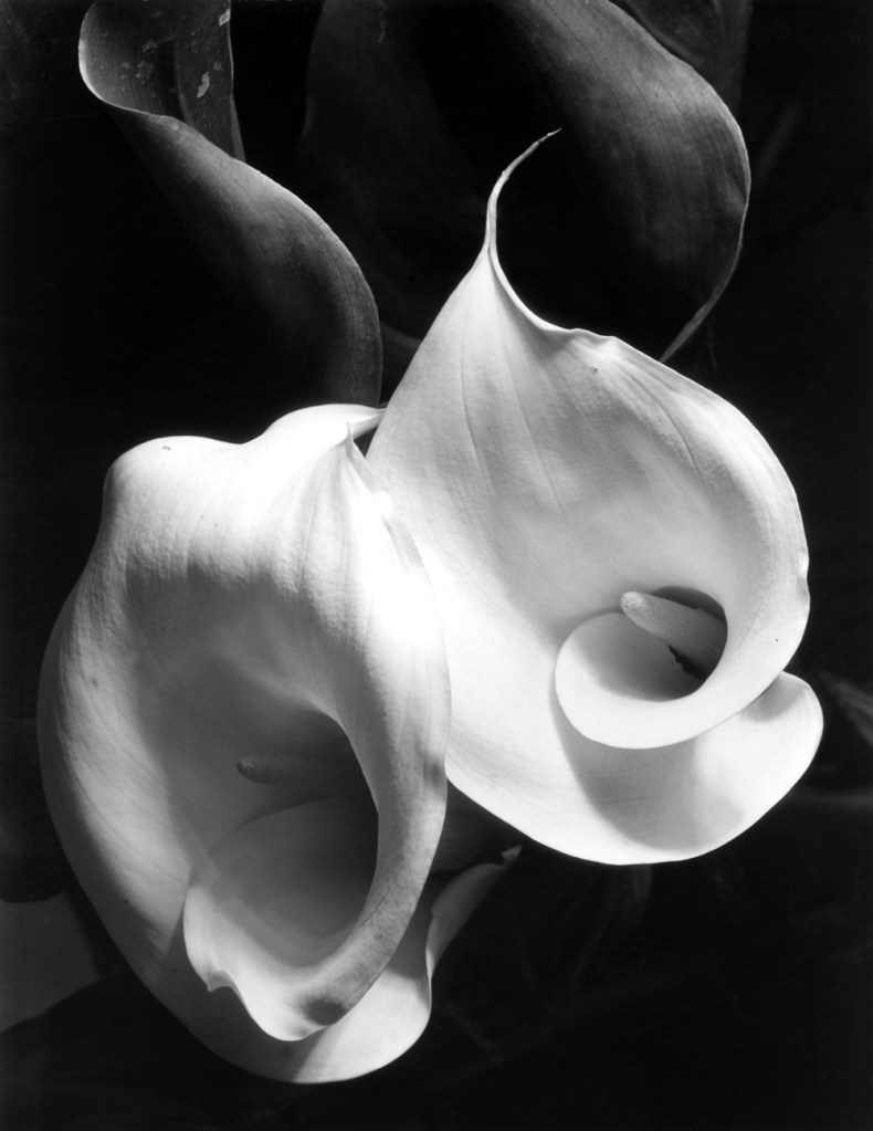 Imogen Cunningham (American, 1883-1976) 'Two Callas' c. 1925
