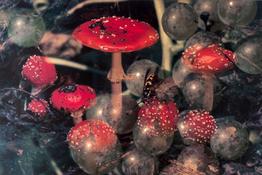 Peter Fischli / David Weiss. 'Mushrooms / Funghi 18' 1997-98