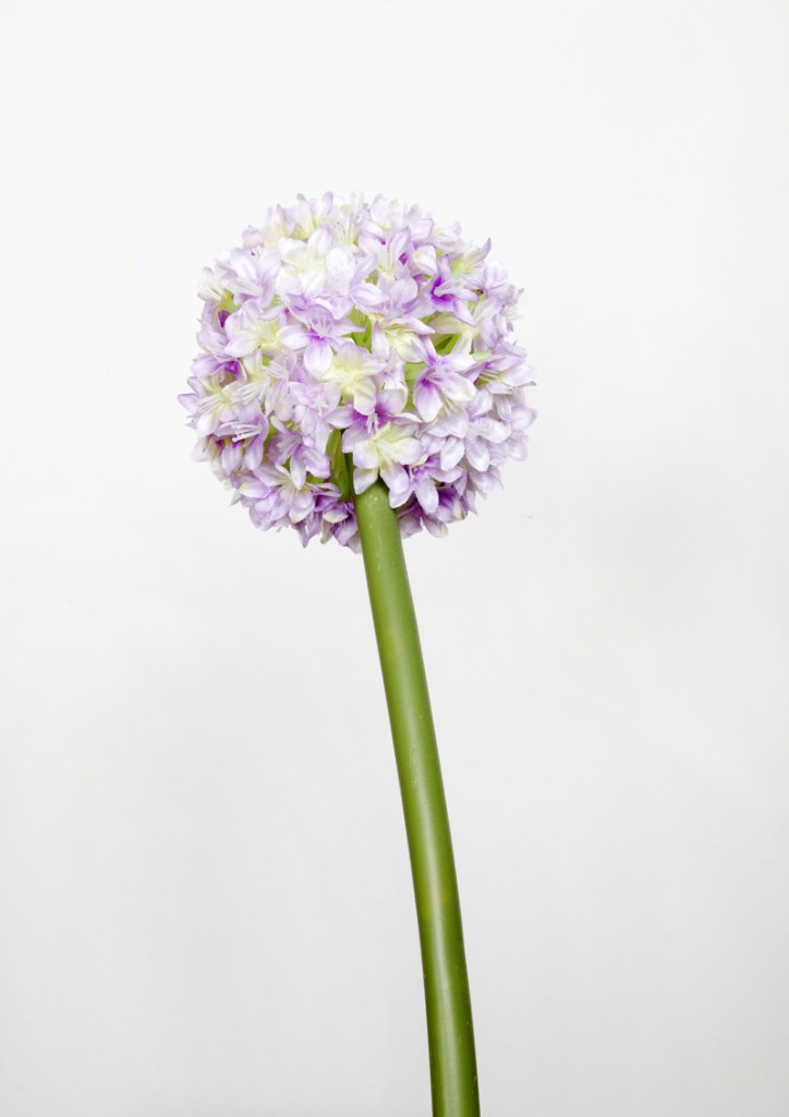 Katharina Malli. From the series 'Dead nature' 2012