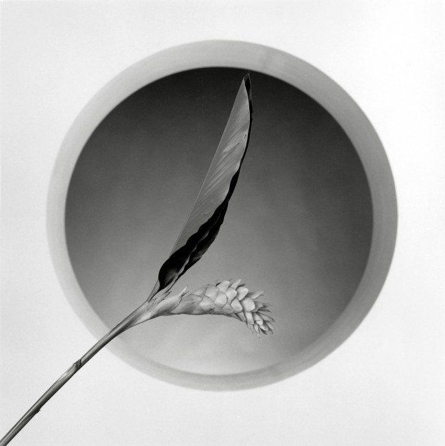 Robert Mapplethorpe (American, 1946-1989) 'Flower' 1988