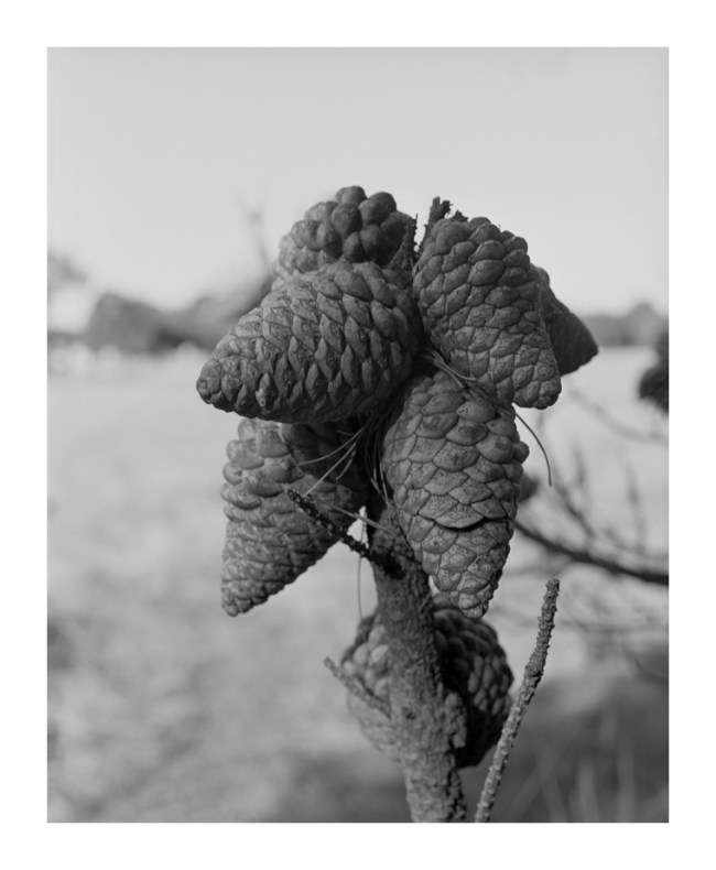 Marcus Bunyan (Australian, b. 1958) 'Cluster' 1994