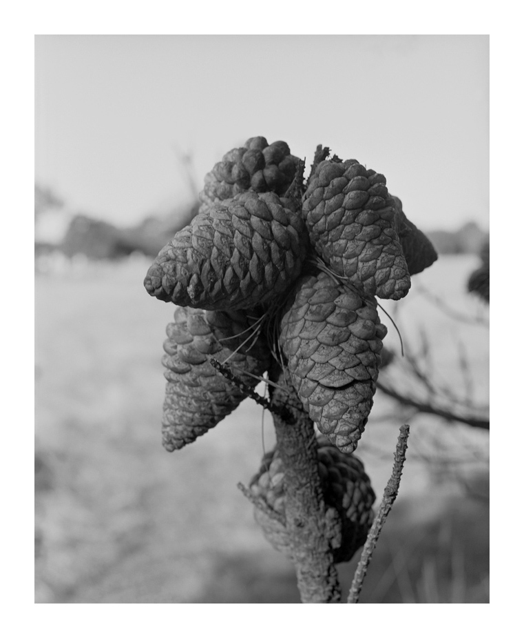 Marcus Bunyan. 'Cluster' 1994