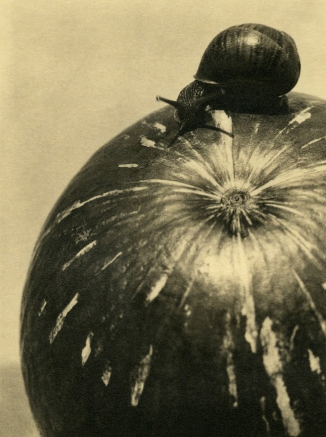 Manuel Álvarez Bravo (Mexican, 1902-2002) 'Calabaza y caracol' 1928, printed 1980