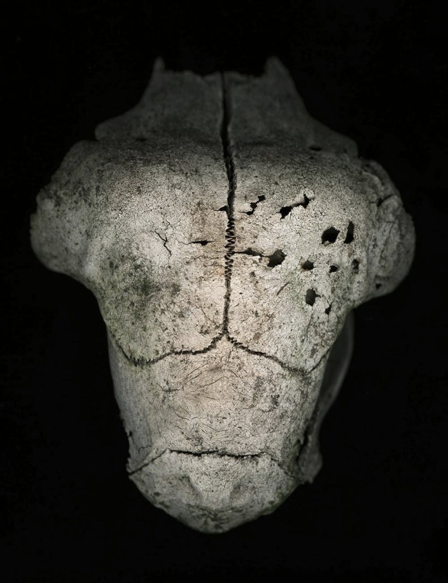 Greg Elms (Australian, b. 1960) 'It got overrun by other news (Wombat skull, aerial view)' 2013