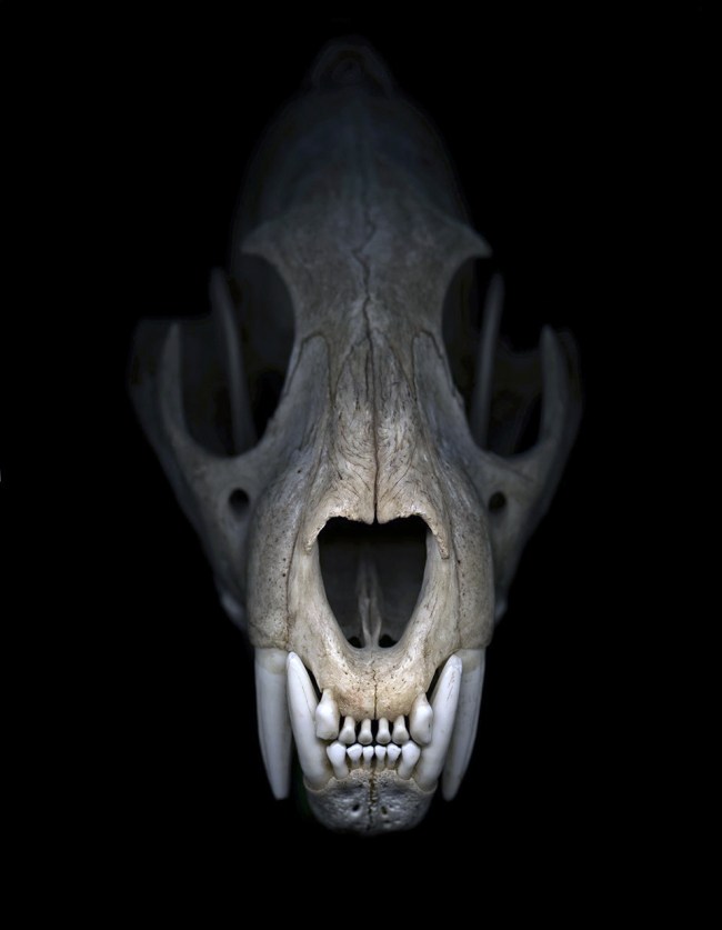 Greg Elms (Australian, b. 1960) 'We felt sort of helpless to stop the extinction (Cheetah skull)' 2012