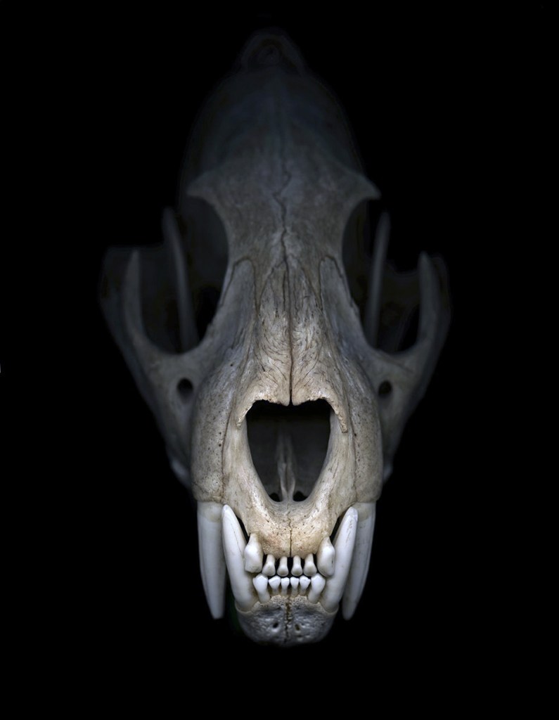 Greg Elms (Australian, b. 1960) 'We felt sort of helpless to stop the extinction (Cheetah skull)' 2012