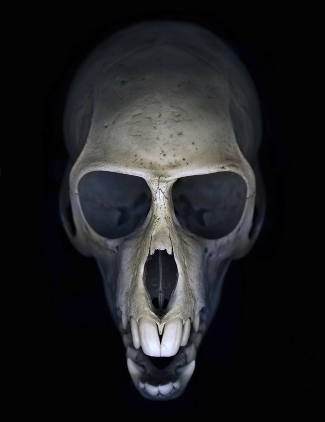 Greg Elms (Australian, b. 1960) 'You won’t get away with this for much longer (Vervet monkey skull)' 2011