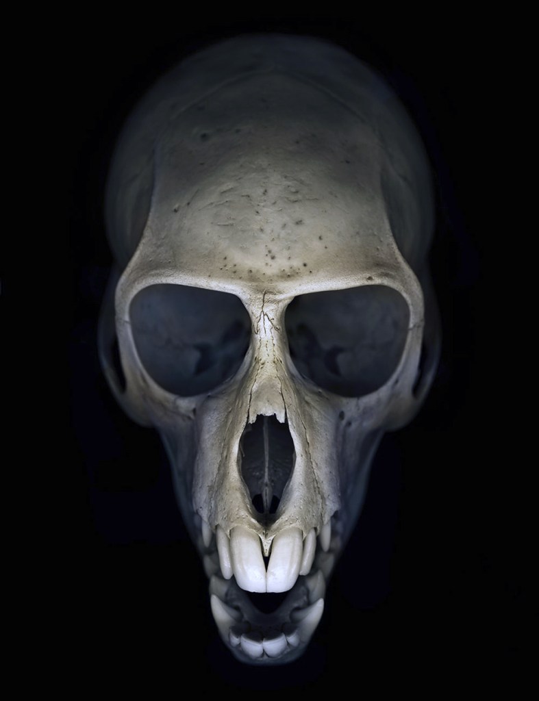 Greg Elms (Australian, b. 1960) 'You won’t get away with this for much longer (Vervet monkey skull)' 2011