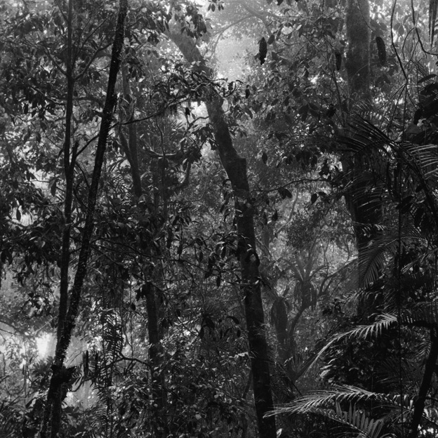 Claudia Terstappen (Australian born Germany, b. 1959) 'Alligator nest (Queensland, Australia)' 2002 Claudia Terstappen (Australian born Germany, b. 1959) 'Alligator nest (Queensland, Australia)' 2002