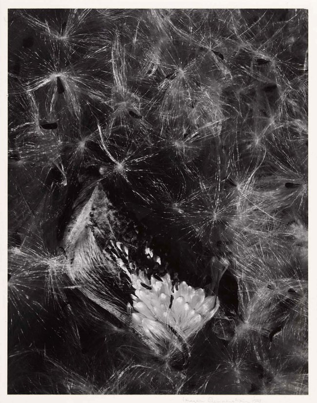 Imogen Cunningham (American, 1883-1976) 'Auragia' 1953, printed c. 1960s
